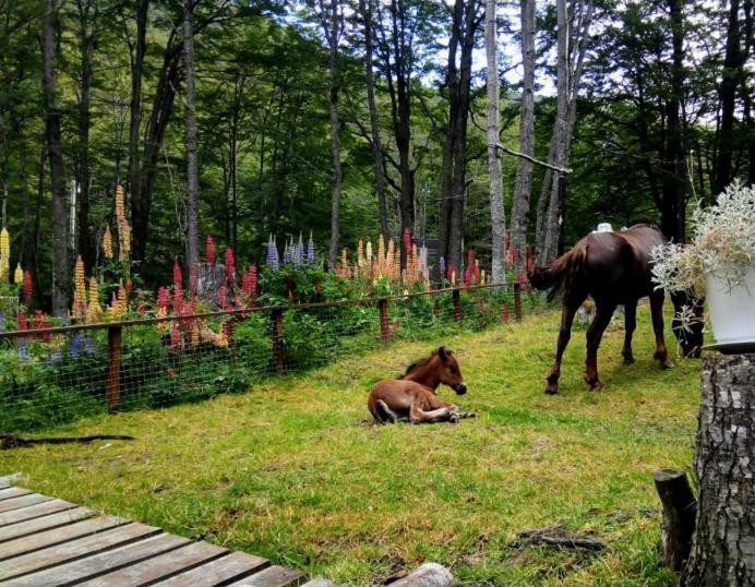 Bosque Holistico Del Fin Del Mundo Hotel Ushuaia Buitenkant foto